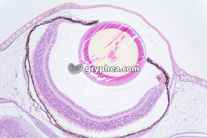 Tétard oeil x25 - gryphea.com